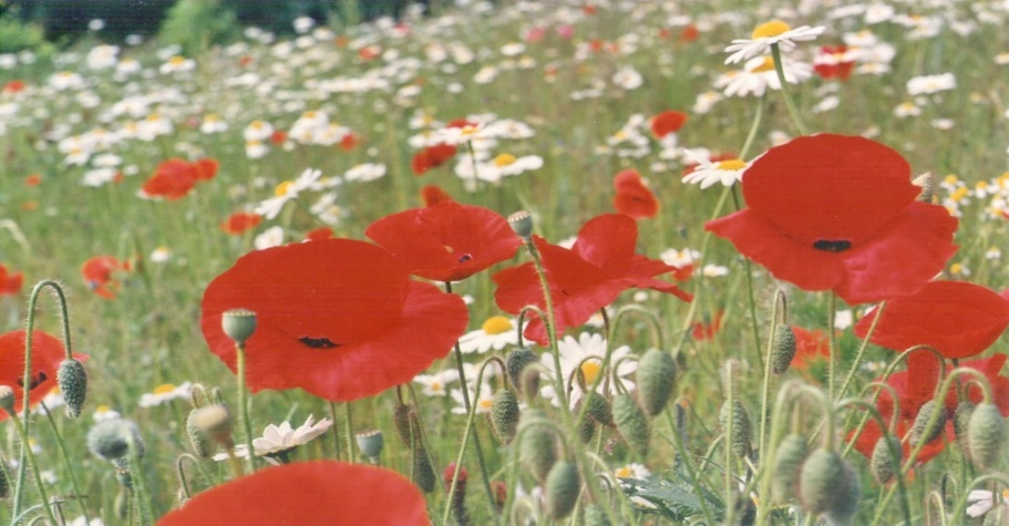 Moonblumenwiese